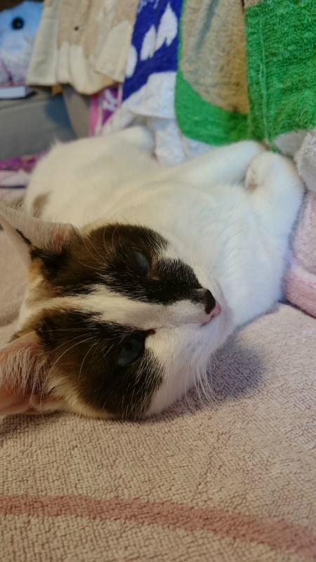 f:id:gosaku13:20170403202917j:image