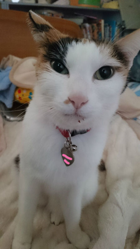 f:id:gosaku13:20170404074623j:image