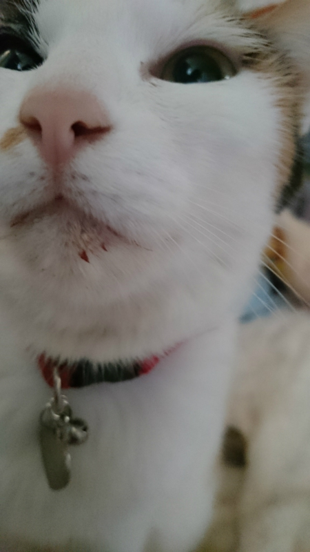 f:id:gosaku13:20170404075040j:image