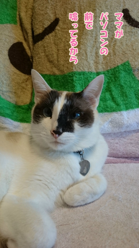 f:id:gosaku13:20170405221150j:image