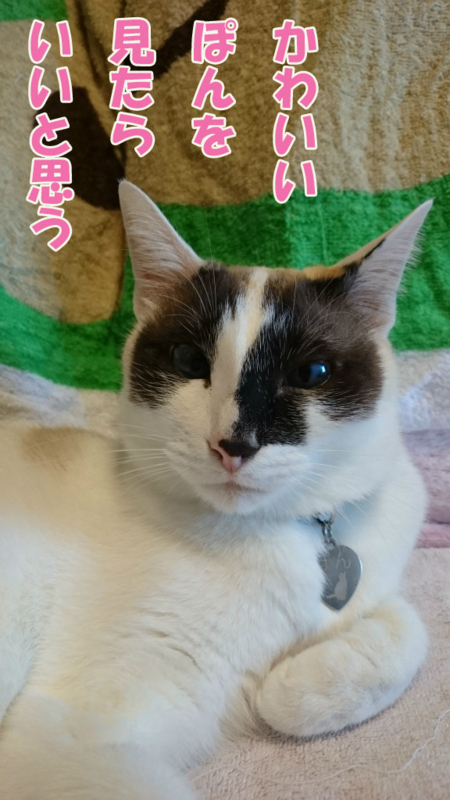 f:id:gosaku13:20170405221231j:image