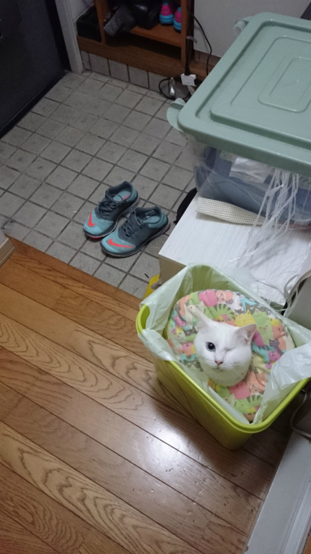 f:id:gosaku13:20170406095557j:image