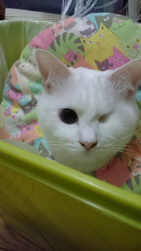 f:id:gosaku13:20170406095723j:image