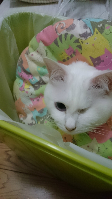 f:id:gosaku13:20170406095753j:image