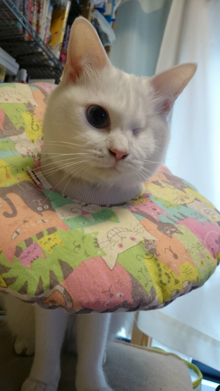 f:id:gosaku13:20170406201814j:image