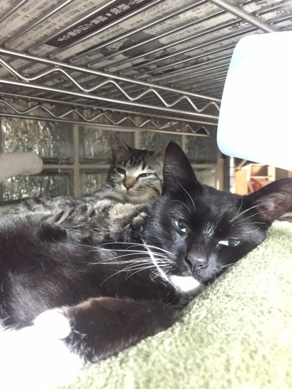 f:id:gosaku13:20170407081514j:image