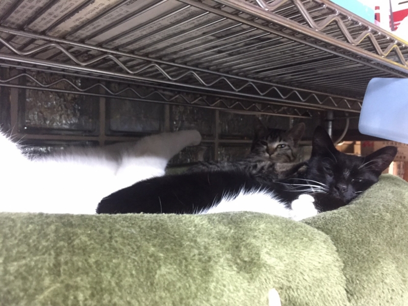 f:id:gosaku13:20170407081517j:image