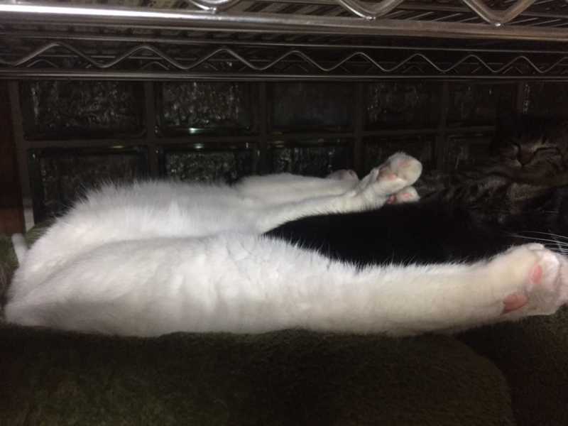 f:id:gosaku13:20170407082946j:image