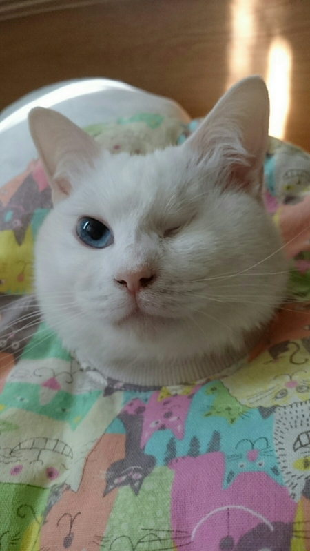 f:id:gosaku13:20170408134049j:image