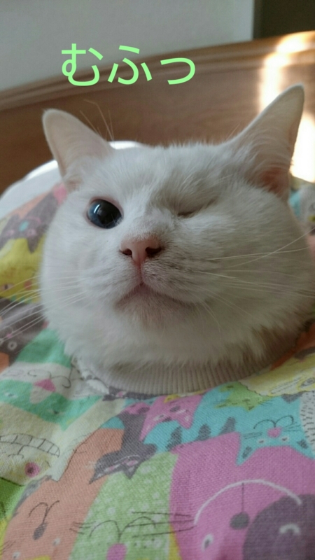 f:id:gosaku13:20170408134052j:image