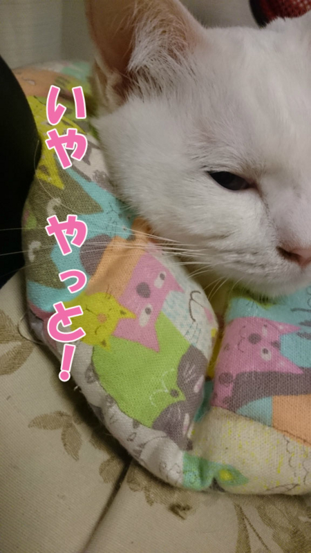 f:id:gosaku13:20170411085734j:image