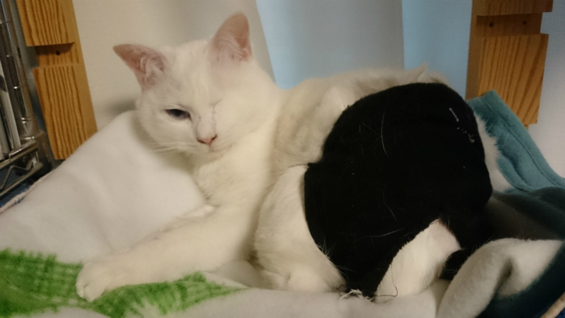 f:id:gosaku13:20170411085753j:image