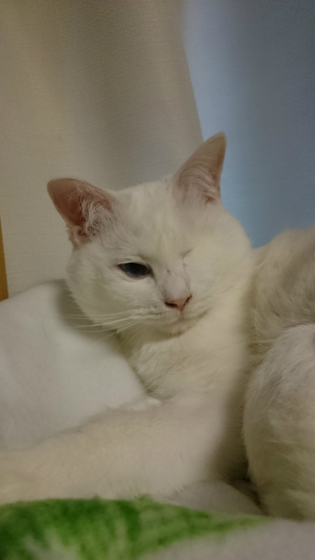 f:id:gosaku13:20170411090103j:image