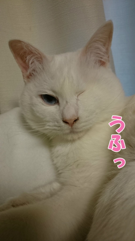 f:id:gosaku13:20170411090311j:image