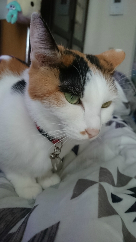 f:id:gosaku13:20170413120314j:image