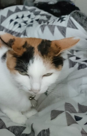 f:id:gosaku13:20170413120611j:image