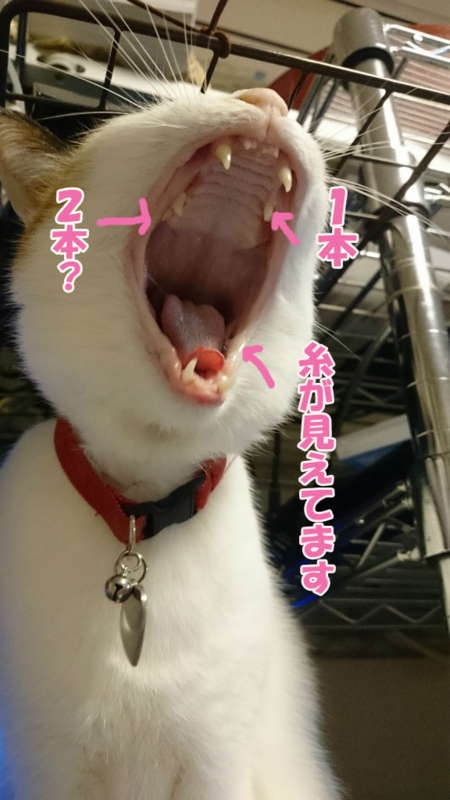 f:id:gosaku13:20170415125527j:image