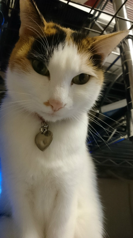 f:id:gosaku13:20170415130219j:image