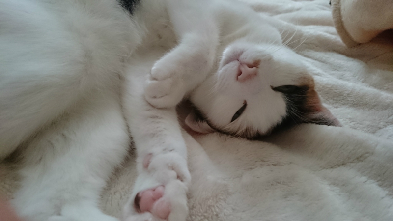 f:id:gosaku13:20170418094322j:image