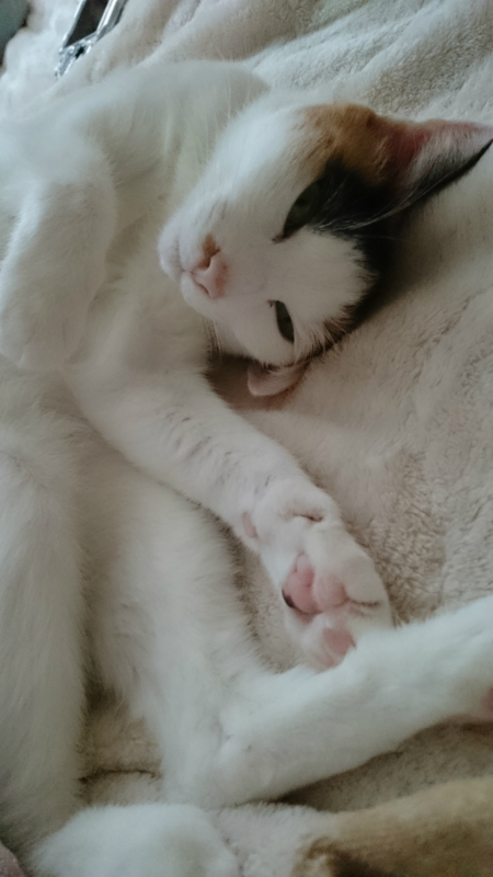 f:id:gosaku13:20170418094407j:image