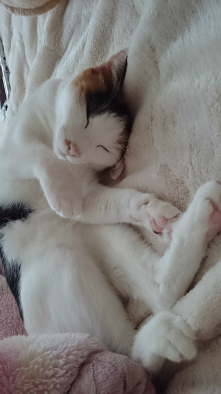 f:id:gosaku13:20170418094448j:image