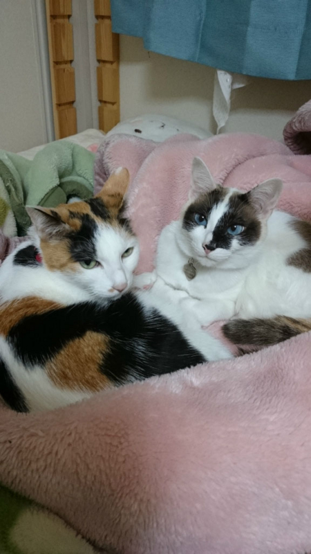 f:id:gosaku13:20170420195938j:image