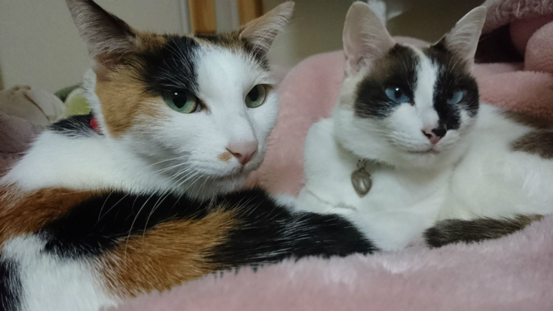 f:id:gosaku13:20170420200355j:image