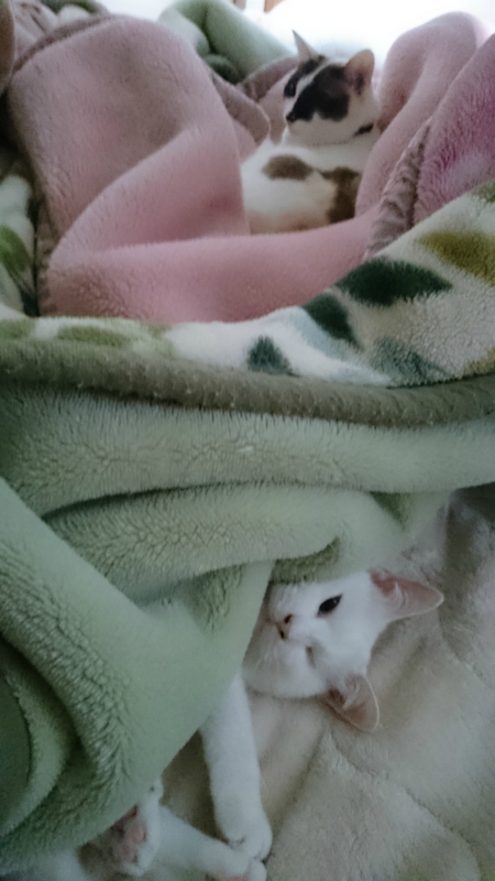 f:id:gosaku13:20170420200511j:image