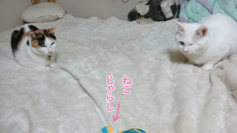 f:id:gosaku13:20170422234621j:image