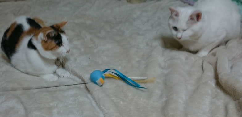 f:id:gosaku13:20170422234917j:image