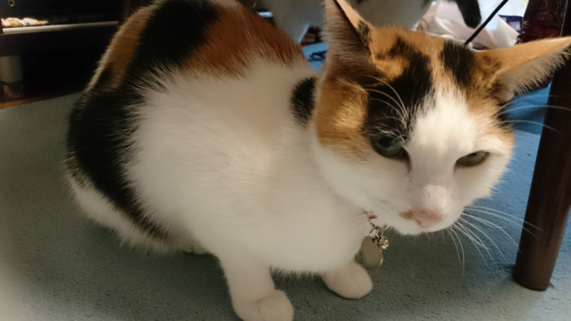 f:id:gosaku13:20170423094723j:image