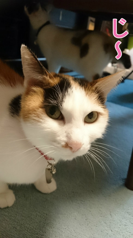 f:id:gosaku13:20170423094823j:image