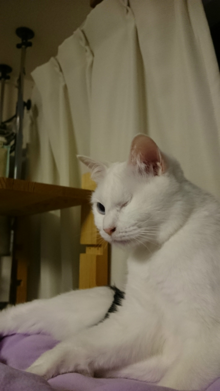 f:id:gosaku13:20170423095008j:image