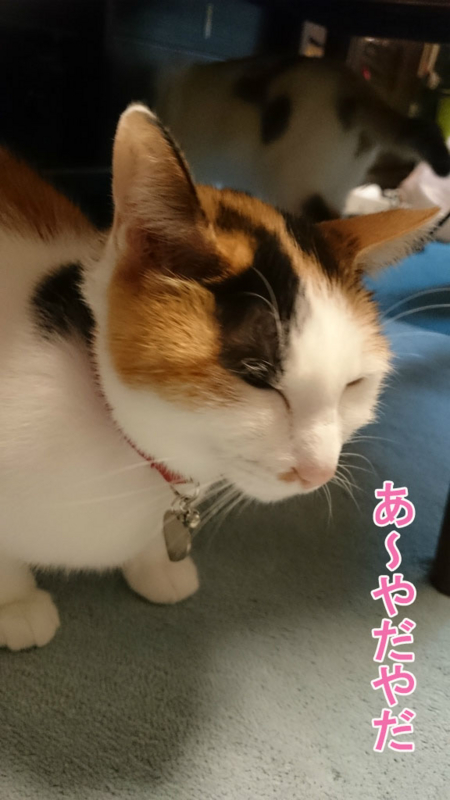 f:id:gosaku13:20170423095049j:image