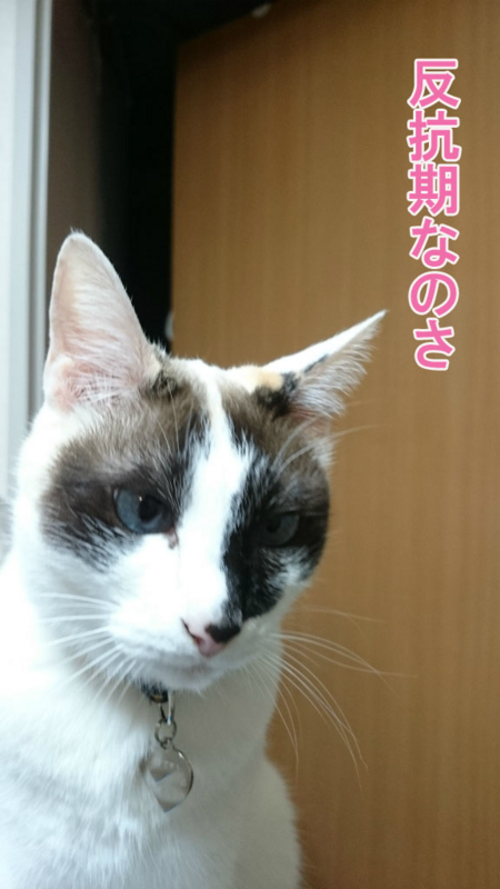 f:id:gosaku13:20170428085321j:image