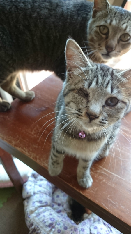 f:id:gosaku13:20170428195557j:image