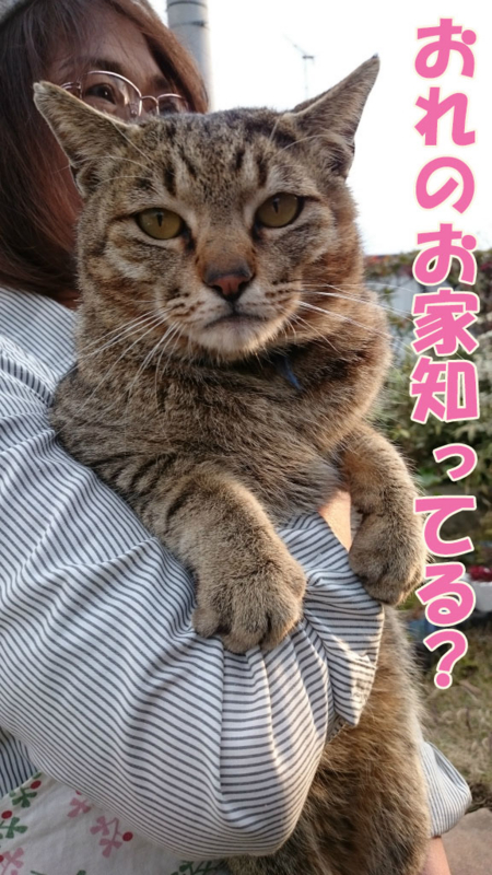 f:id:gosaku13:20170428200018j:image