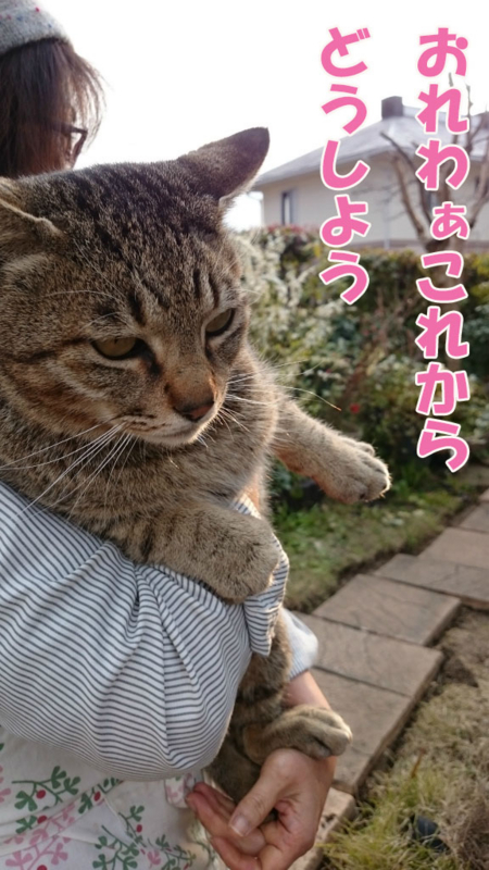 f:id:gosaku13:20170428200121j:image