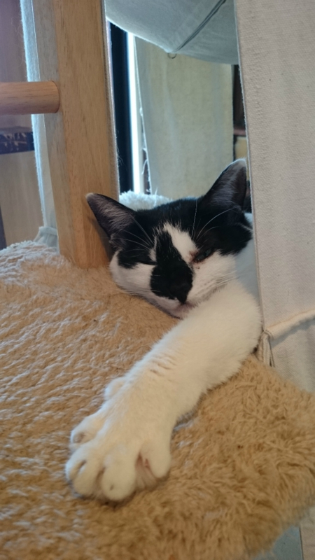 f:id:gosaku13:20170428200455j:image