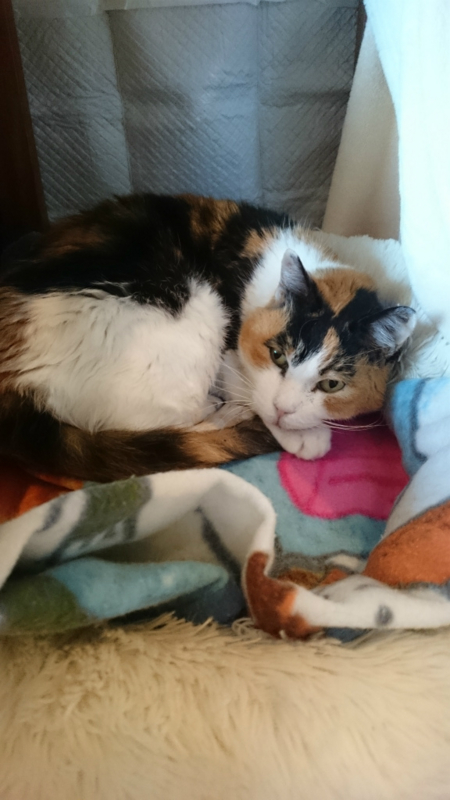 f:id:gosaku13:20170428200658j:image