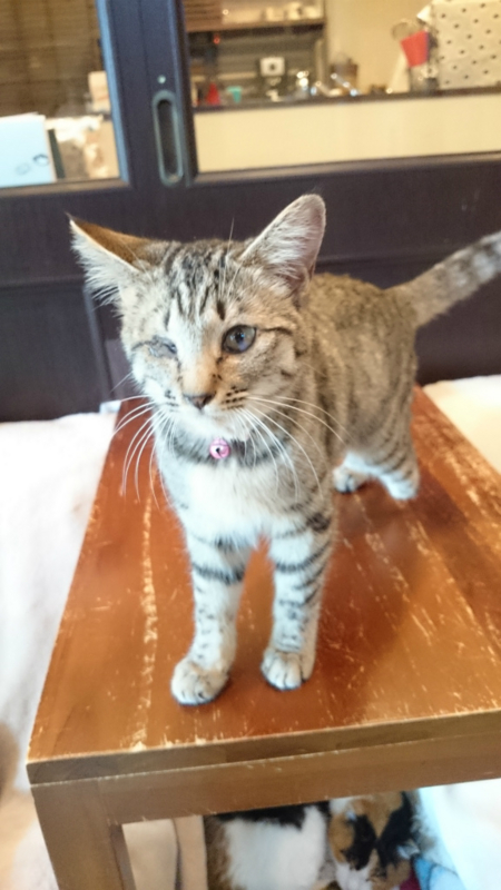 f:id:gosaku13:20170428200730j:image