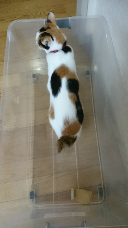 f:id:gosaku13:20170430093726j:image