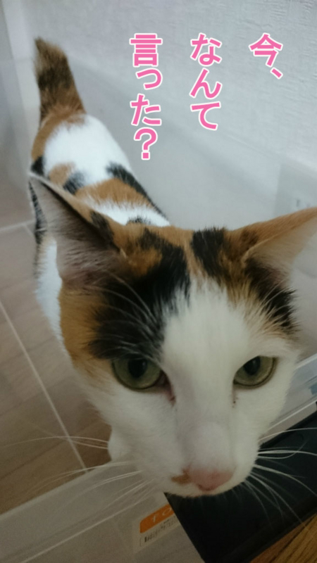 f:id:gosaku13:20170430094328j:image