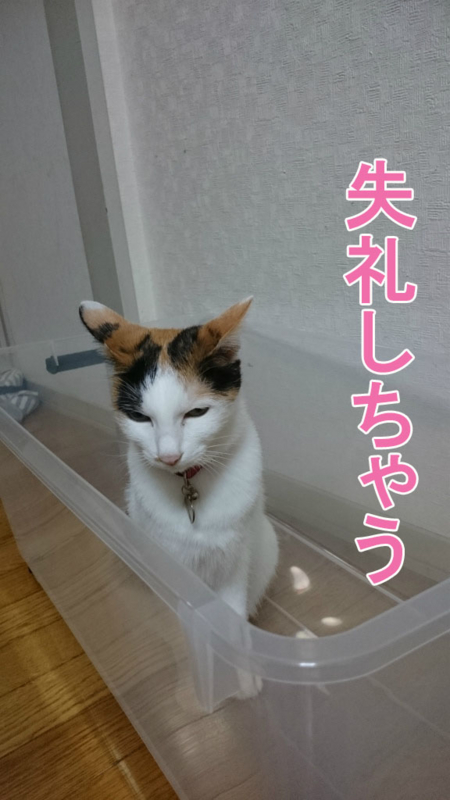 f:id:gosaku13:20170430094938j:image