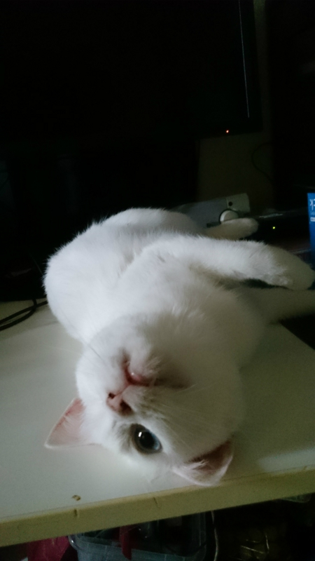 f:id:gosaku13:20170713072708j:image