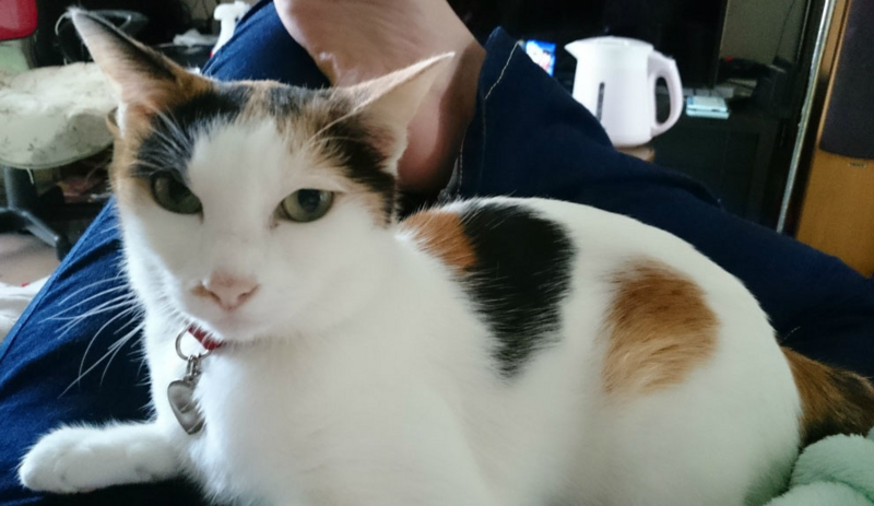 f:id:gosaku13:20170713211544j:image