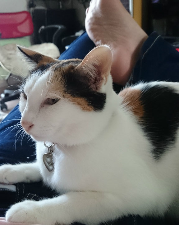 f:id:gosaku13:20170713211621j:image