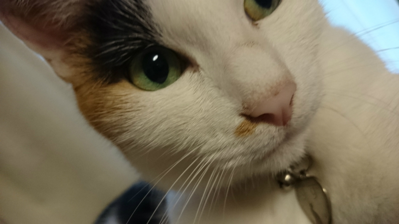 f:id:gosaku13:20170719174834j:image