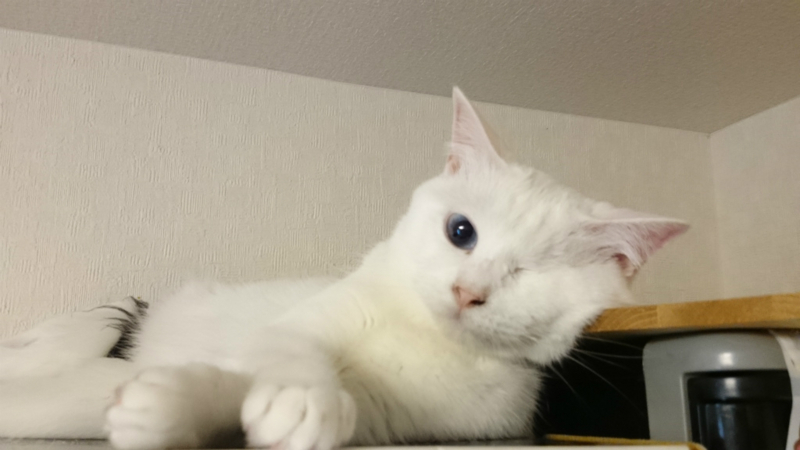 f:id:gosaku13:20170720104304j:image