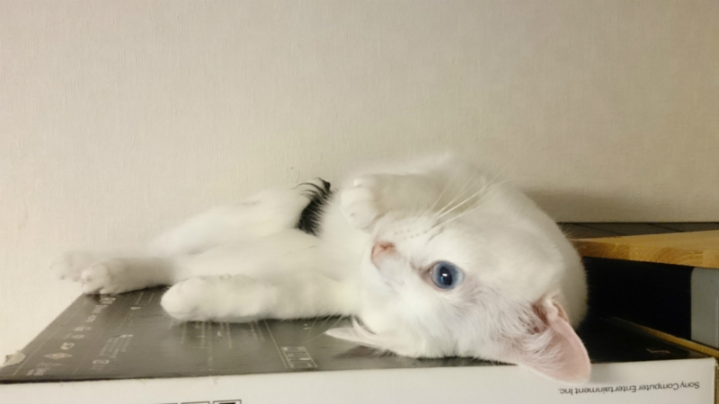 f:id:gosaku13:20170720104516j:image